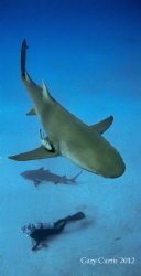Postcards from the Line.....Last dive of the trip at Shar... by Gary Curtis 